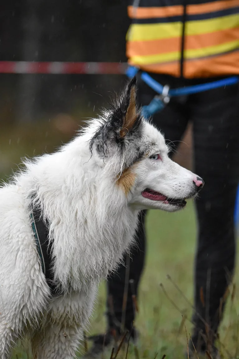 Village - Dimanche - Édition 2025 - Canifun