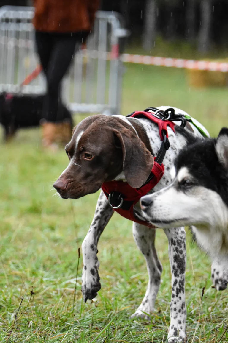 Village - Dimanche - Édition 2025 - Canifun