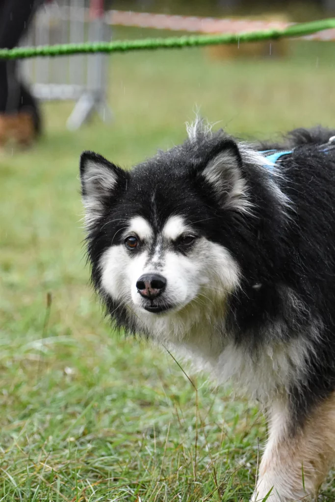 Village - Dimanche - Édition 2025 - Canifun