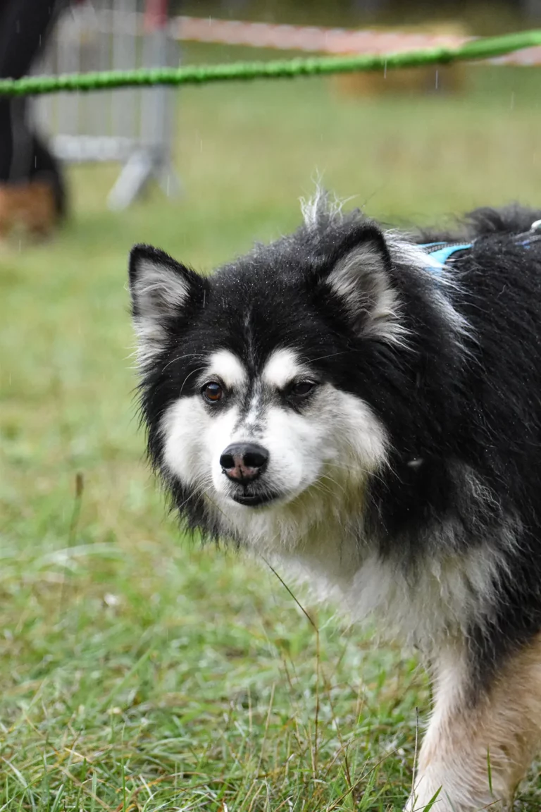 Village - Dimanche - Édition 2025 - Canifun