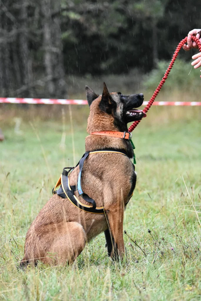 Village - Dimanche - Édition 2025 - Canifun