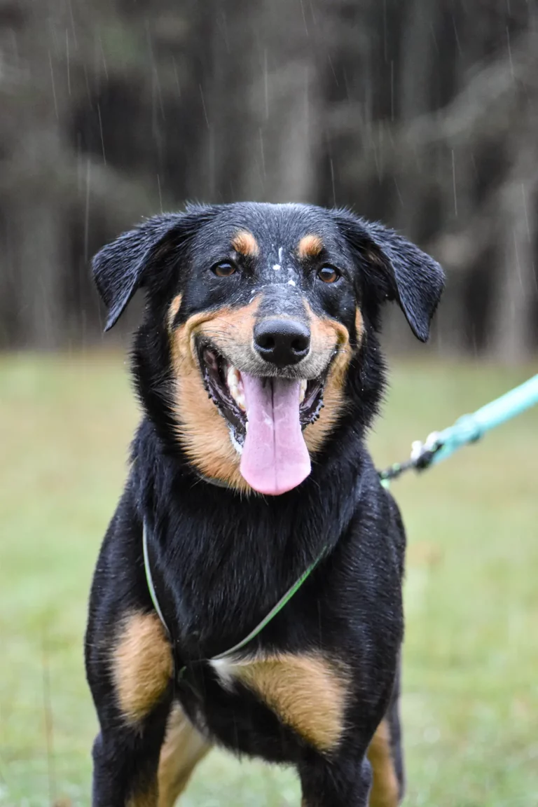 Village - Dimanche - Édition 2025 - Canifun