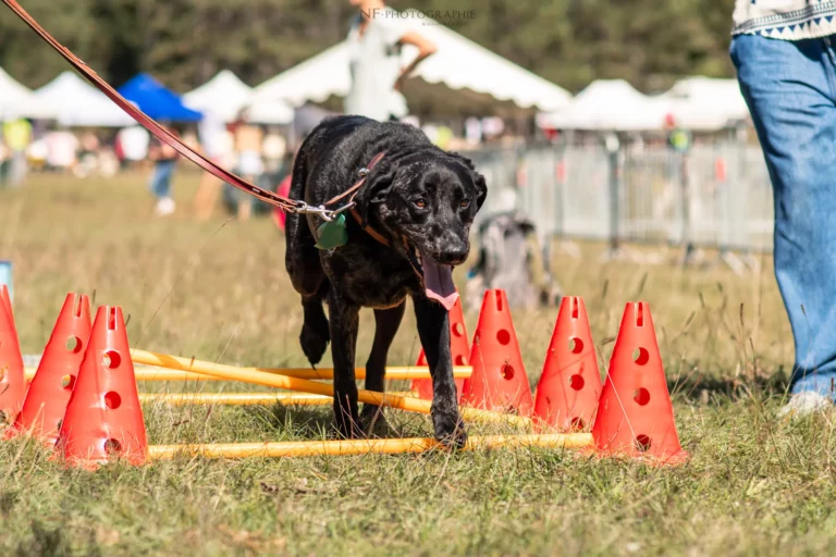 Proprioception - Édition 2025 - Canifun