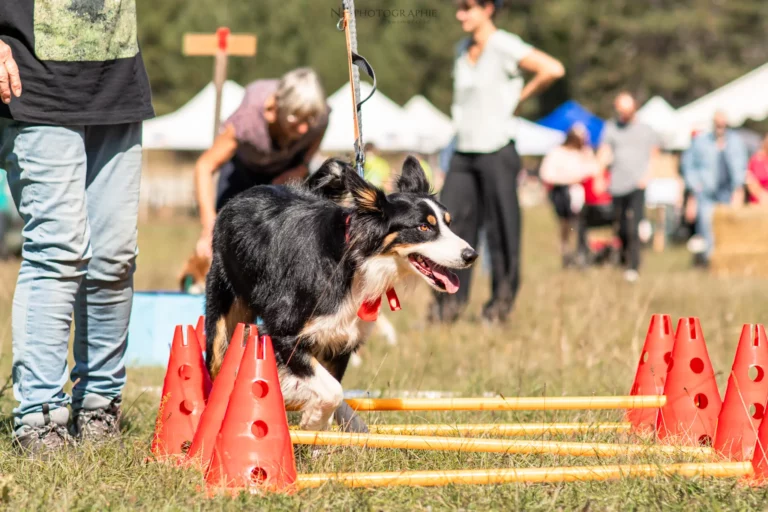 Proprioception - Édition 2025 - Canifun