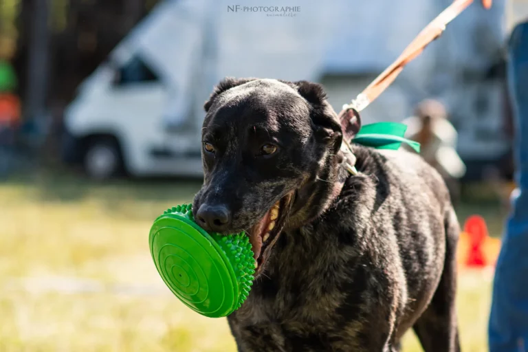 Proprioception - Édition 2025 - Canifun