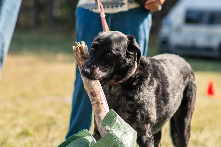 Proprioception - Édition 2025 - Canifun