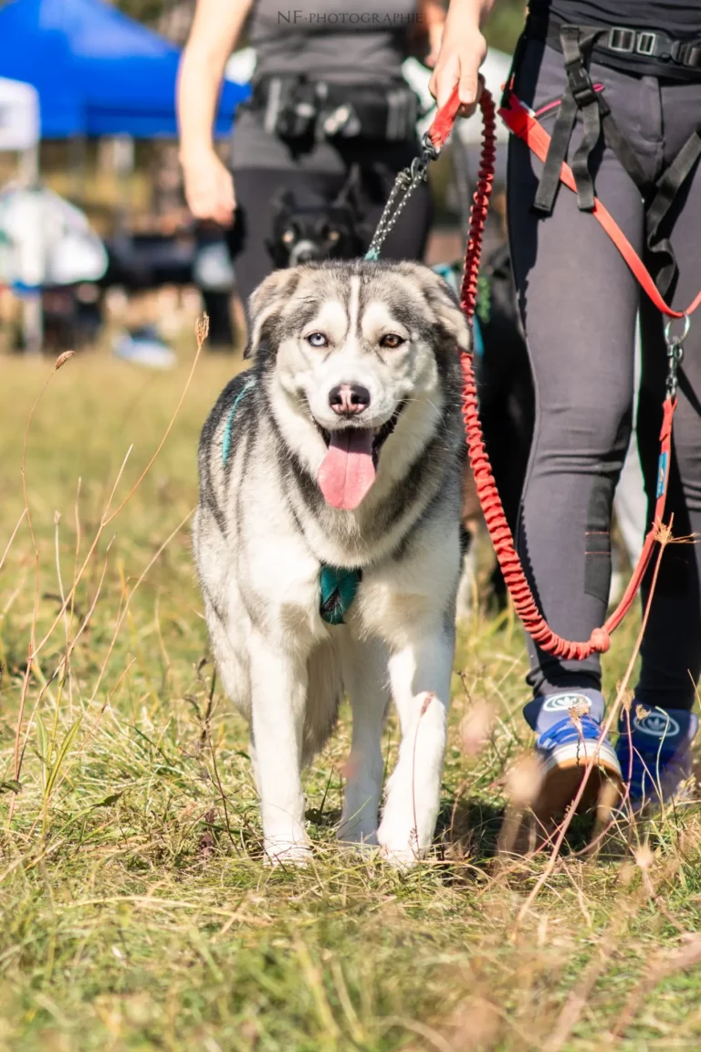 Cani-Cross - Édition 2025 - Canifun