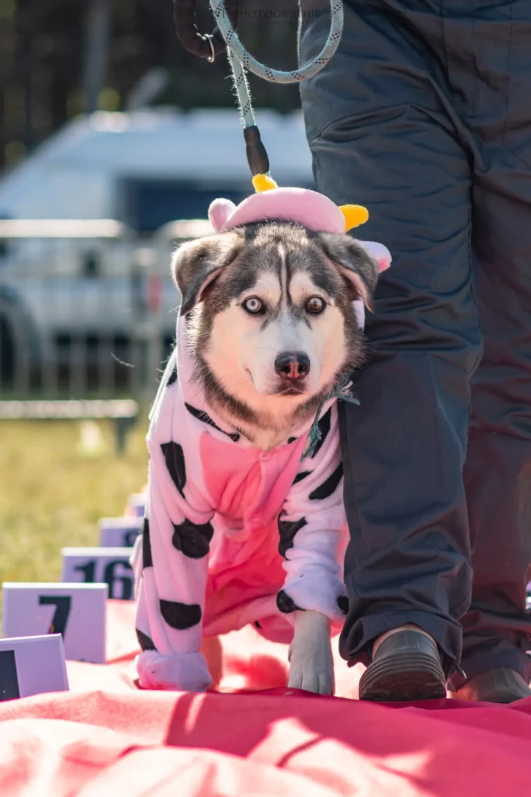 Défilé de Déguisements - Édition 2025 - Canifun
