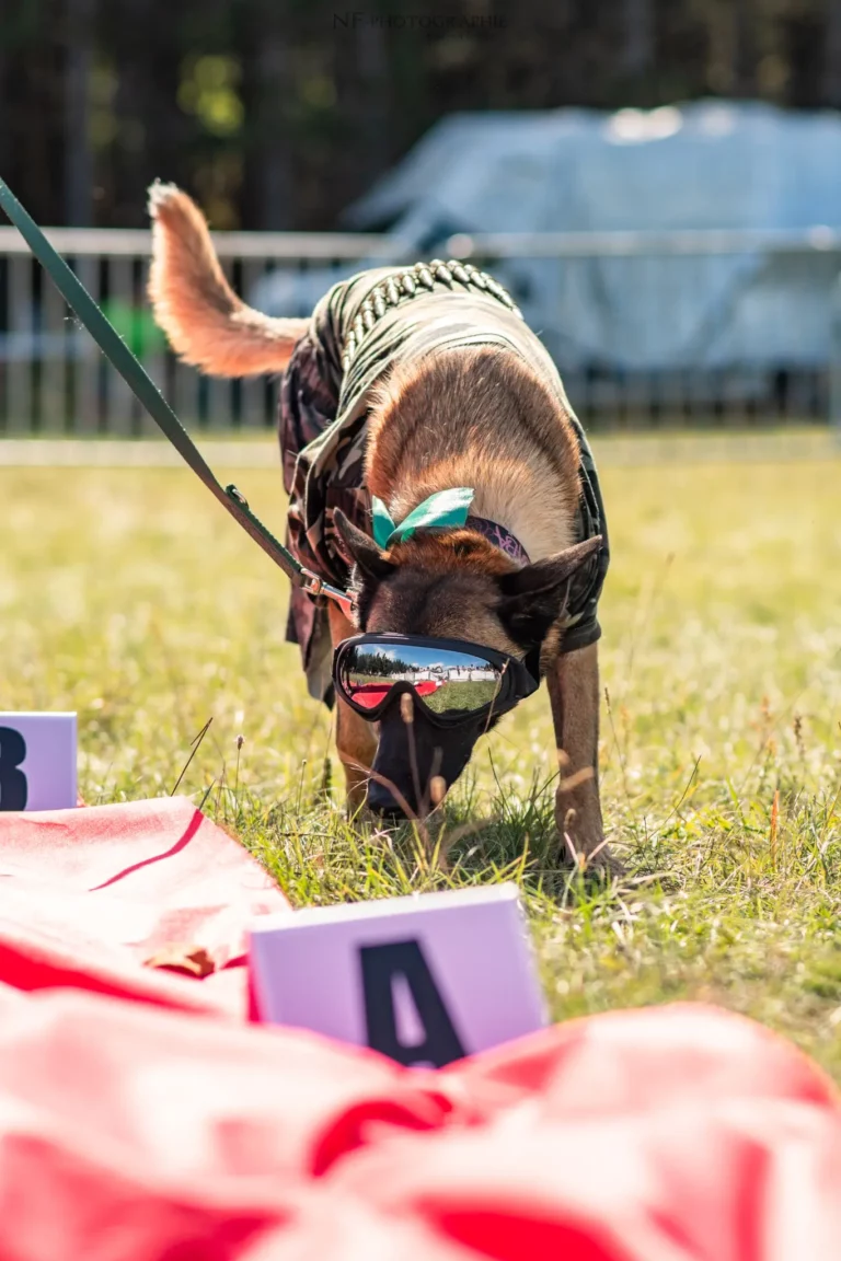 Défilé de Déguisements - Édition 2025 - Canifun