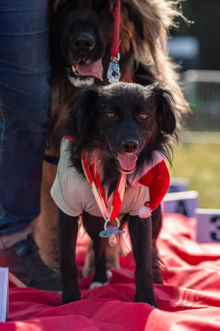 Défilé de Déguisements - Édition 2025 - Canifun