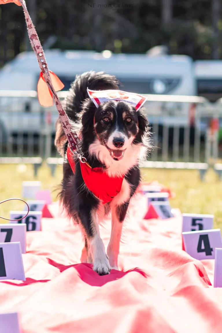 Défilé de Déguisements - Édition 2025 - Canifun