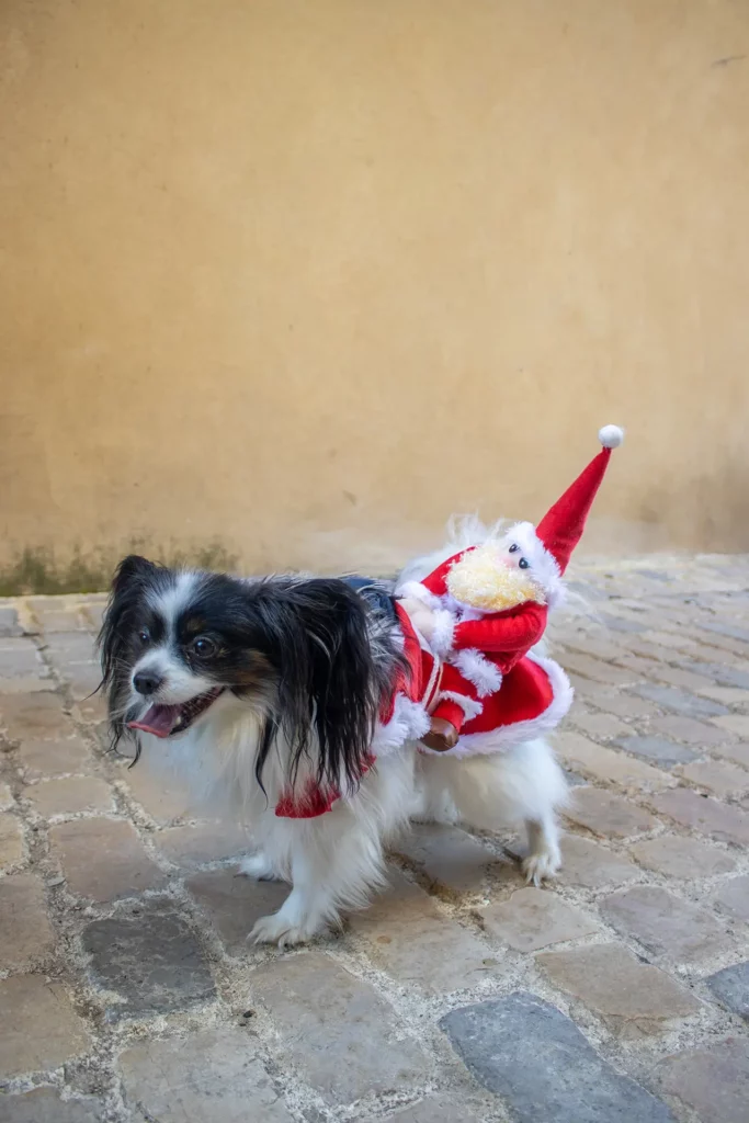 Cani'Balade de Noël - Canifun Lozère