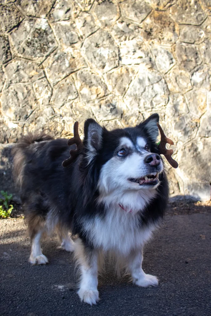 Cani'Balade de Noël - Canifun Lozère