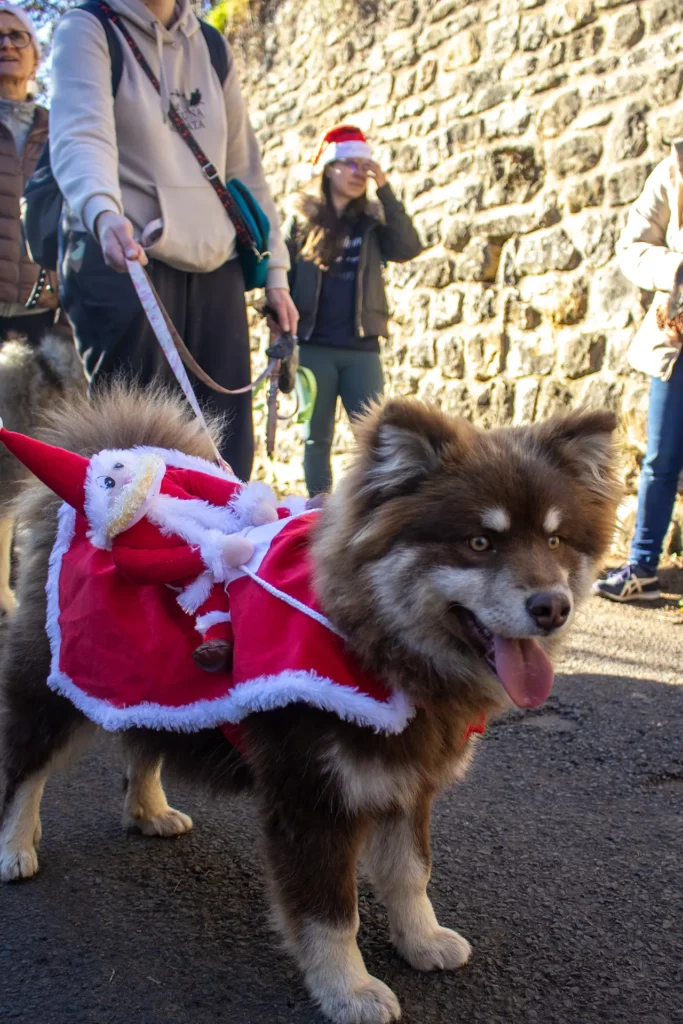Cani'Balade de Noël - Canifun Lozère