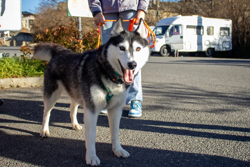 Cani'Balade de Noël - Canifun Lozère