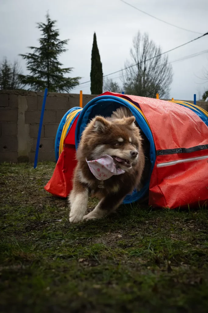 Inauguration Tasty Snack - Canifun Lozère