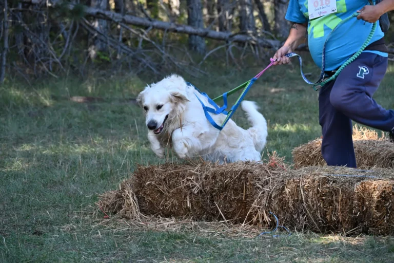 Cani-Parcours - Édition 2026 - Canifun