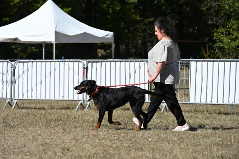 Cani-Show - Édition 2026 - Canifun