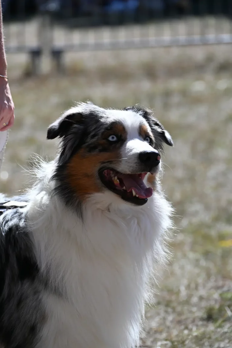 Cani-Show - Édition 2026 - Canifun