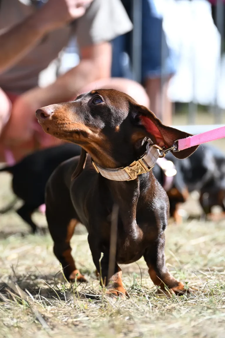 Cani-Show - Édition 2026 - Canifun