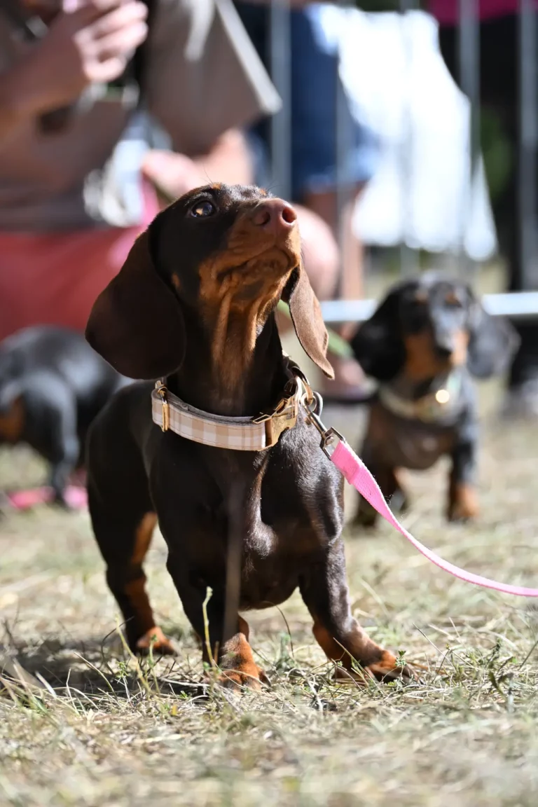 Cani-Show - Édition 2026 - Canifun
