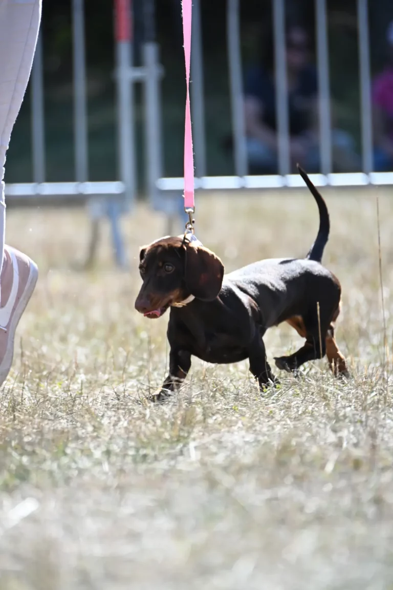 Cani-Show - Édition 2026 - Canifun