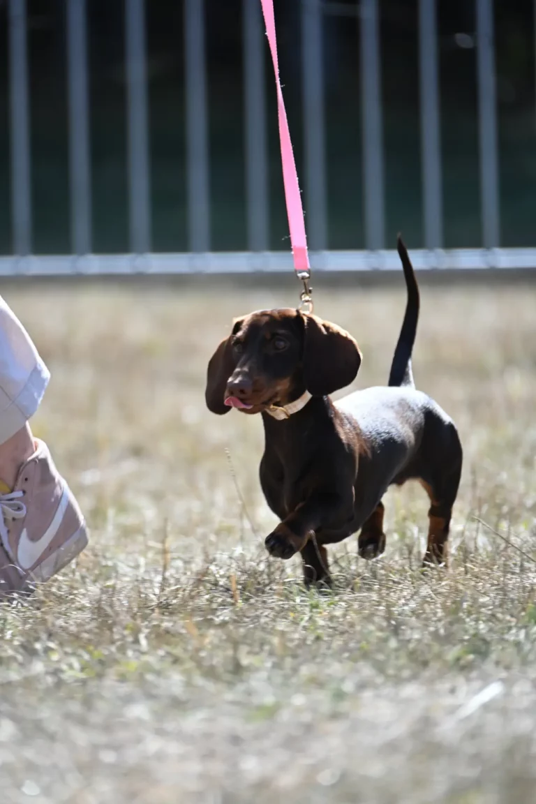 Cani-Show - Édition 2026 - Canifun