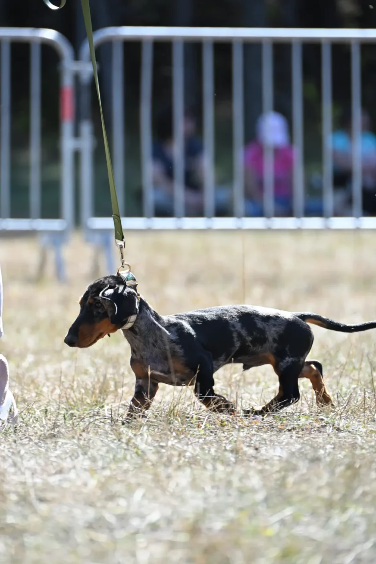 Cani-Show - Édition 2026 - Canifun