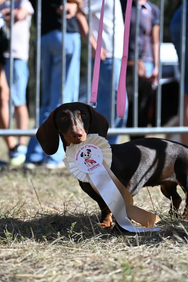 Cani-Show - Édition 2026 - Canifun