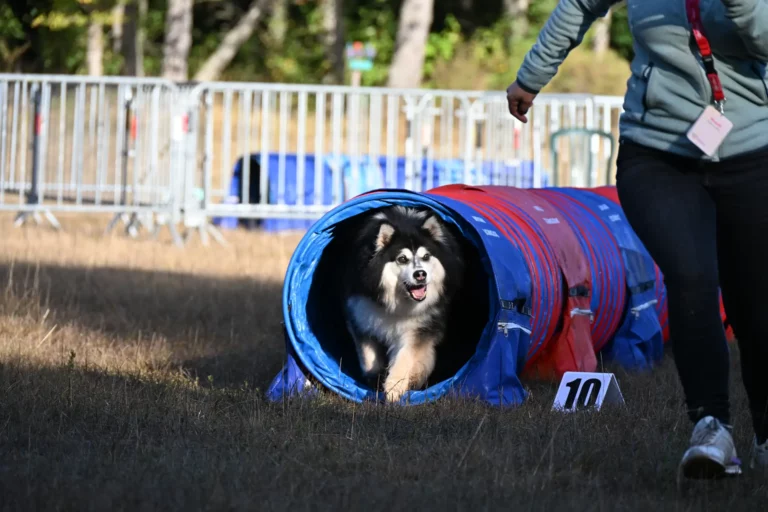 Tunnel-Cup - Édition 2026 - Canifun