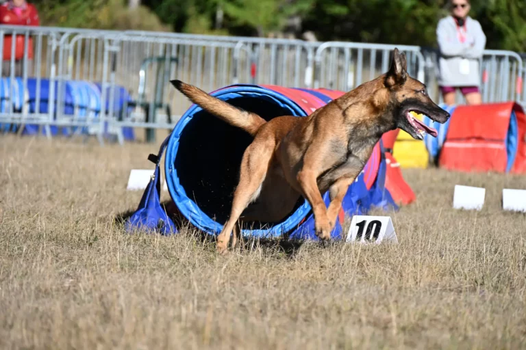 Tunnel-Cup - Édition 2026 - Canifun