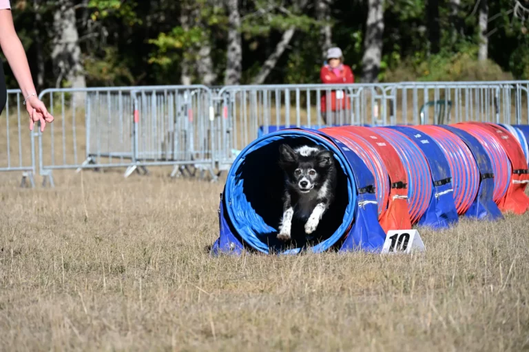 Tunnel-Cup - Édition 2026 - Canifun
