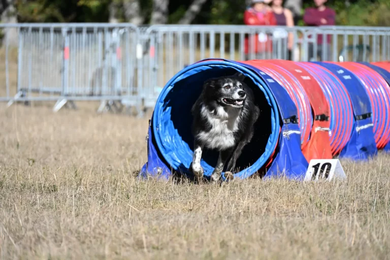 Tunnel-Cup - Édition 2026 - Canifun