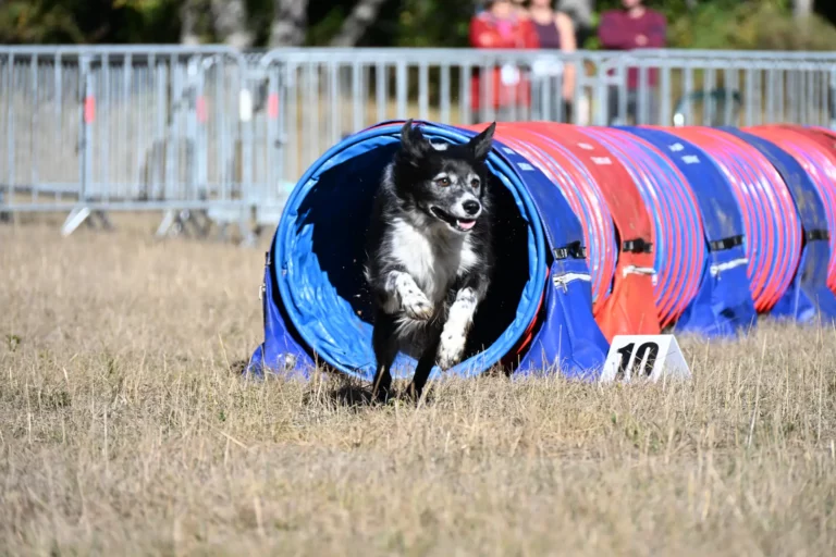Tunnel-Cup - Édition 2026 - Canifun
