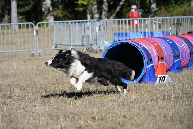 Tunnel-Cup - Édition 2026 - Canifun