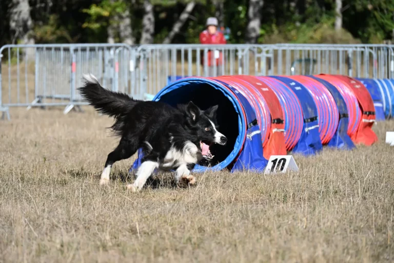 Tunnel-Cup - Édition 2026 - Canifun