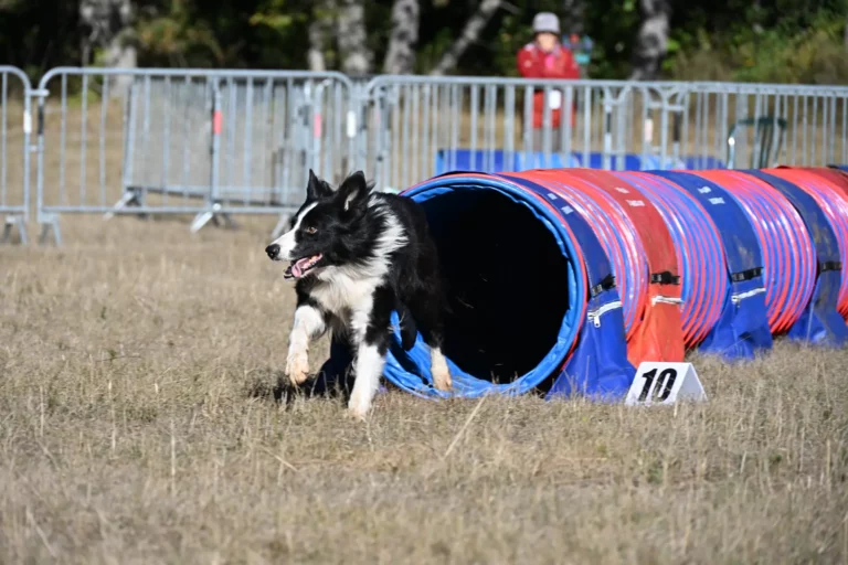 Tunnel-Cup - Édition 2026 - Canifun