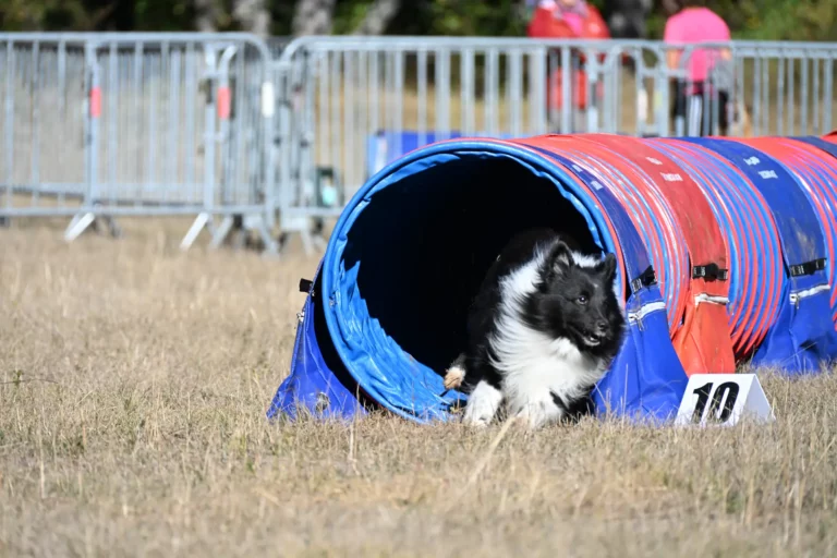 Tunnel-Cup - Édition 2026 - Canifun