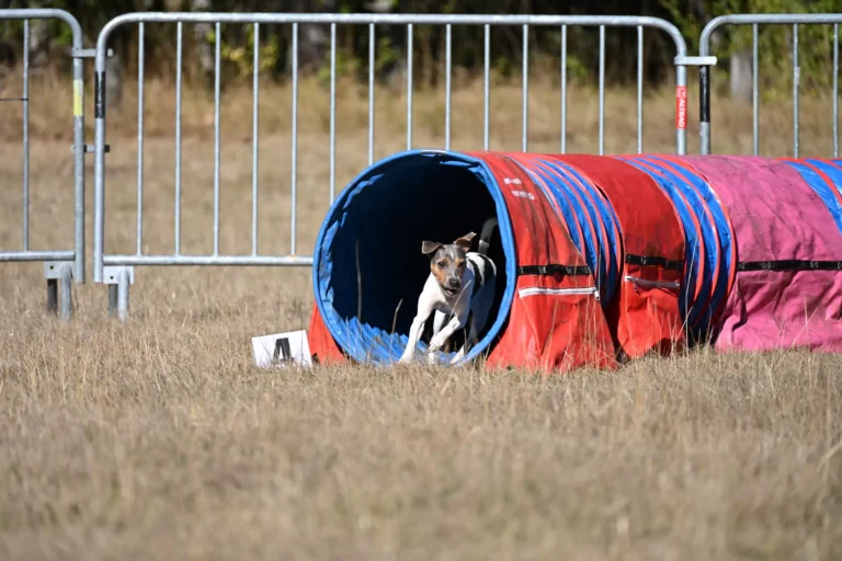 Tunnel-Cup - Édition 2026 - Canifun