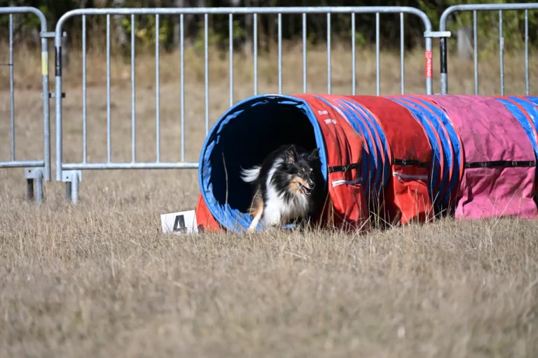 Tunnel-Cup - Édition 2026 - Canifun