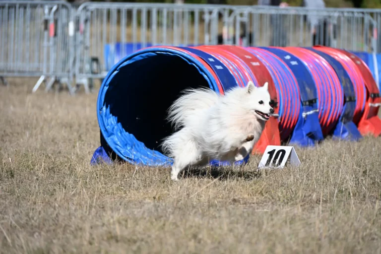 Tunnel-Cup - Édition 2026 - Canifun