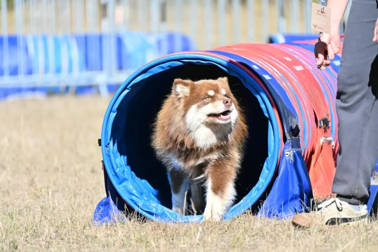 Tunnel-Cup - Édition 2026 - Canifun