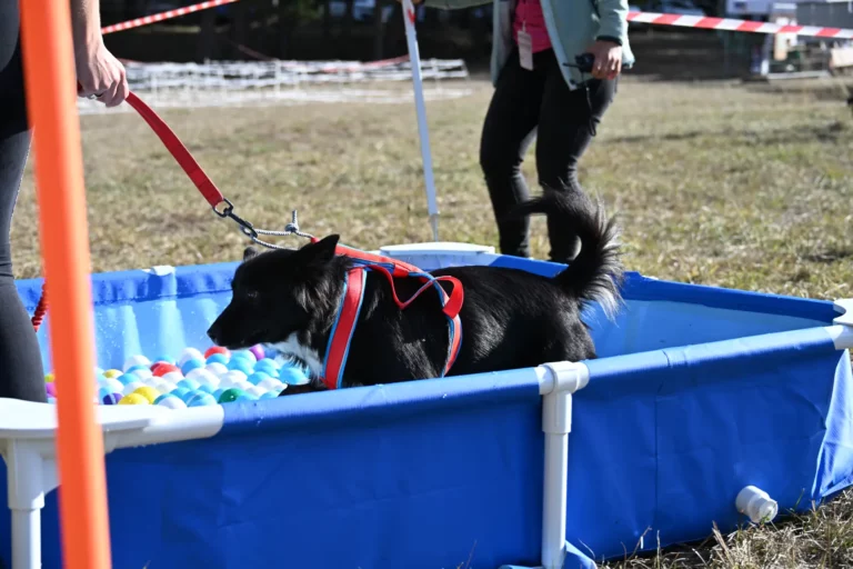 Cani-Parcours - Édition 2026 - Canifun