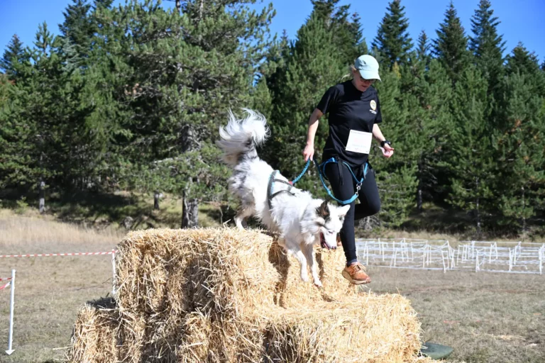 Cani-Parcours - Édition 2026 - Canifun