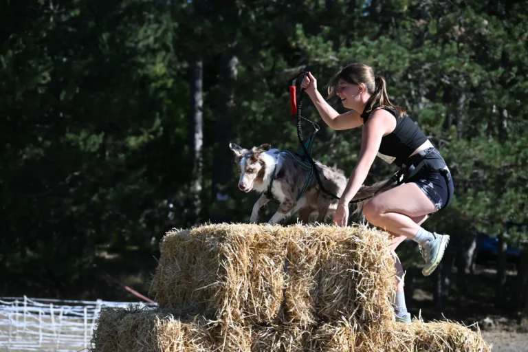 Cani-Parcours - Édition 2026 - Canifun